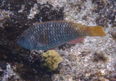 Yellowtail Parrotfish; initial phase