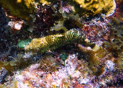 Yellowtail Parrotfish; juvenile