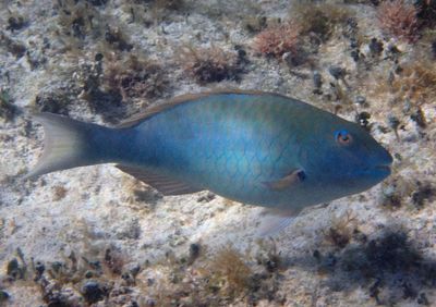 Yellowtail Parrotfish; terminal phase