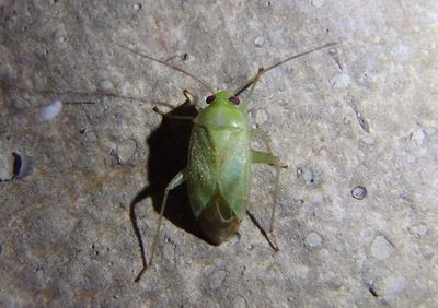 Apolygus lucorum; Plant Bug species