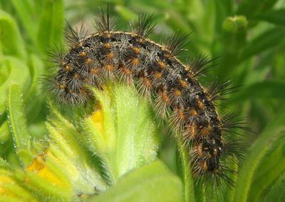 8131 - Estigmene acrea; Salt Marsh Moth caterpillar