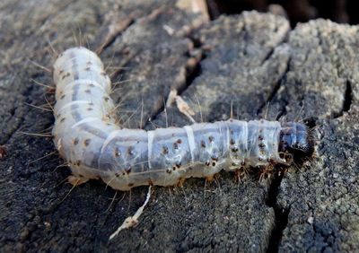 8514 - Scolecocampa liburna; Deadwood Borer