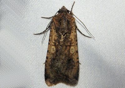 10915 - Peridroma saucia; Pearly Underwing