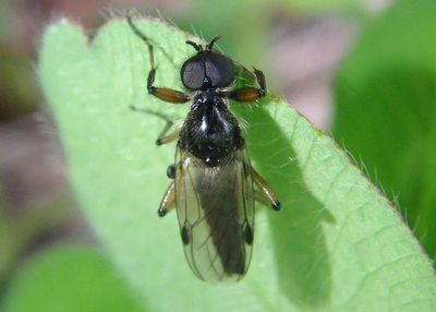 Bibio articulatus; March Fly species; male