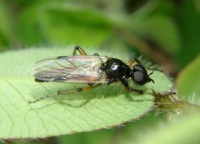 Bibio articulatus; March Fly species; male