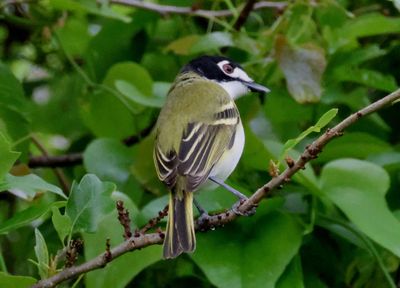 Black-capped Vireo; male