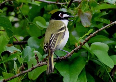 Black-capped Vireo; male 