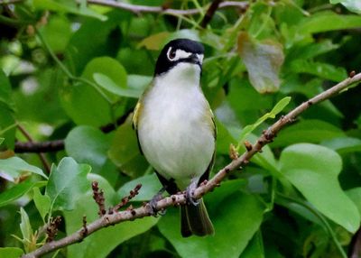 Black-capped Vireo; male