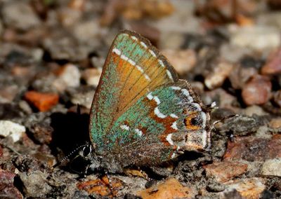 Callophrys gryneus gryneus; Olive Juniper Hairstreak