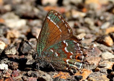 Callophrys gryneus gryneus; Olive Juniper Hairstreak