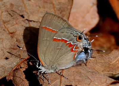 Calycopis cecrops; Red-banded Hairstreak