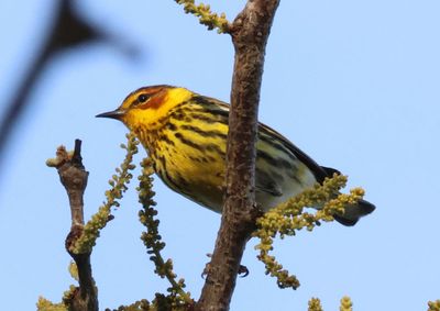 Cape May Warbler; male