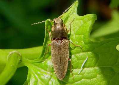 Cardiophorus convexus; Click Beetle species