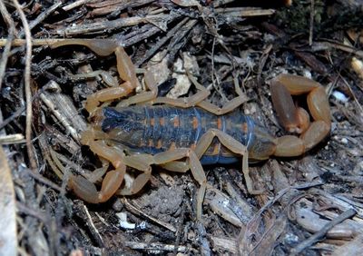 Centruroides vittatus; Striped Bark Scorpion