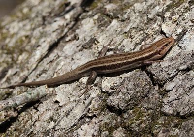 Common Five-lined Skink