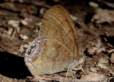 Cyllopsis gemma; Gemmed Satyr