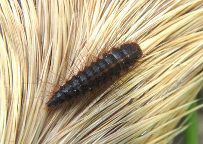 Dermestes fasciatus; Carpet Beetle species larva