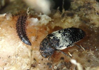 Dermestes fasciatus; Carpet Beetle species; larva and adult