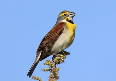 Dickcissel; male
