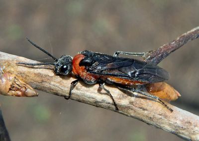 Dolerus Common Sawfly species