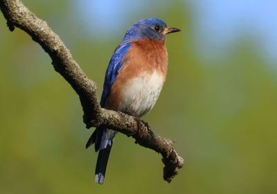 Eastern Bluebird; male