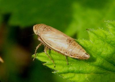 Extrusanus oryssus; Leafhopper species