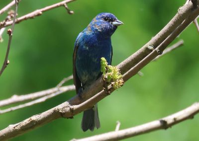 Indigo Bunting; transitional male