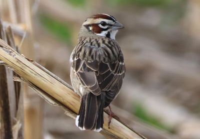 Lark Sparrow