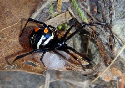 Latrodectus variolus; Northern Black Widow