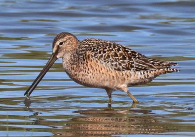 Long-billed Dowitcher; breeding