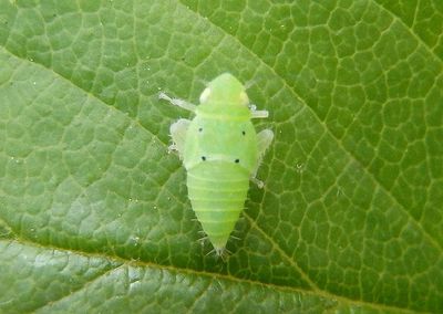 Neocoelidia tumidifrons; Leafhopper species nymph