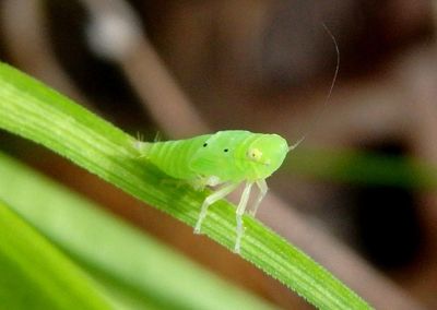Neocoelidia tumidifrons; Leafhopper species nymph