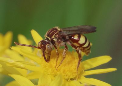 Nomada imbricata; Cuckoo Bee species