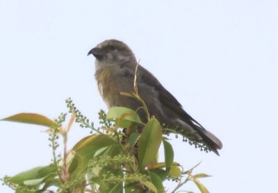 Red Crossbill; female