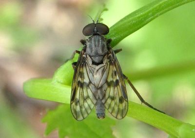 Rhagio plumbeous; Snipe Fly species; male