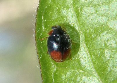 Scymnus Dusky Lady Beetle species