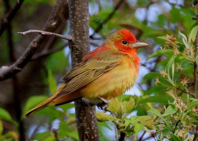 Summer Tanager; first year male