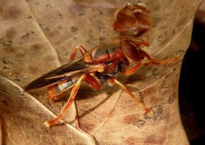 Teuchocnemis bacuntius; Syrphid Fly species; female