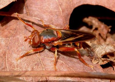 Teuchocnemis bacuntius; Syrphid Fly species; female
