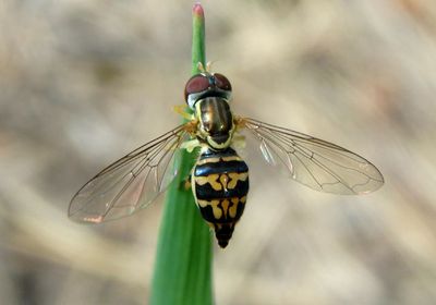 Toxomerus geminatus; Flower Fly species; female