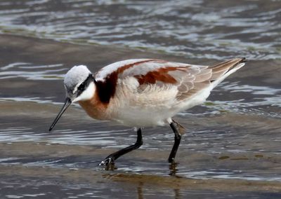 Wilson's Phalarope; breeding female 