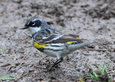 Yellow-rumped Myrtle Warbler; breeding male
