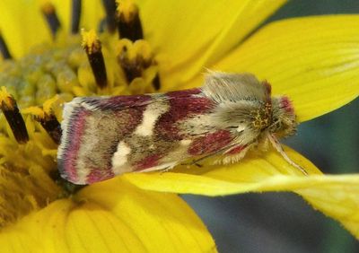 11058 - Heliothodes diminutiva; Owlet Moth species