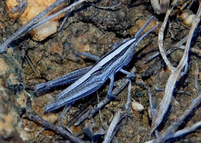 Amphitornus coloradus; Striped Slant-faced Grasshopper nymph