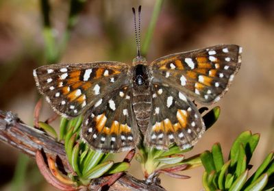 Apodemia virgulti; Behr's Metalmark