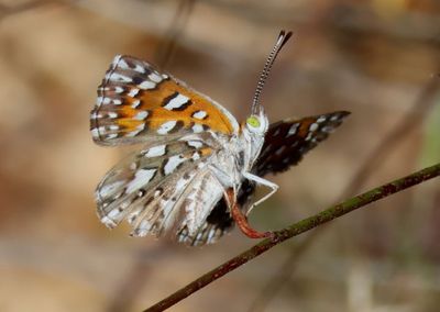 Apodemia virgulti; Behr's Metalmark