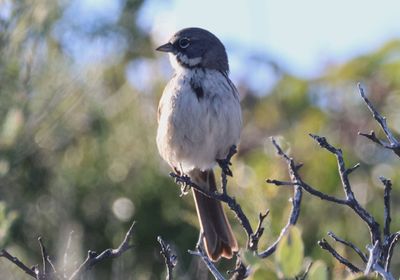 Bell's Sparrow