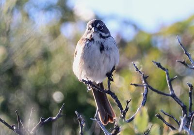 Bell's Sparrow