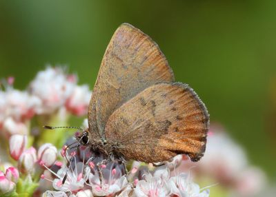 Callophrys augustinus; Brown Elfin