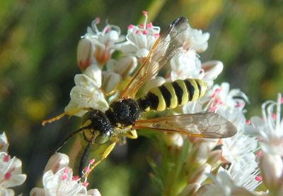 Cerceris sextoides; Square-headed Wasp species